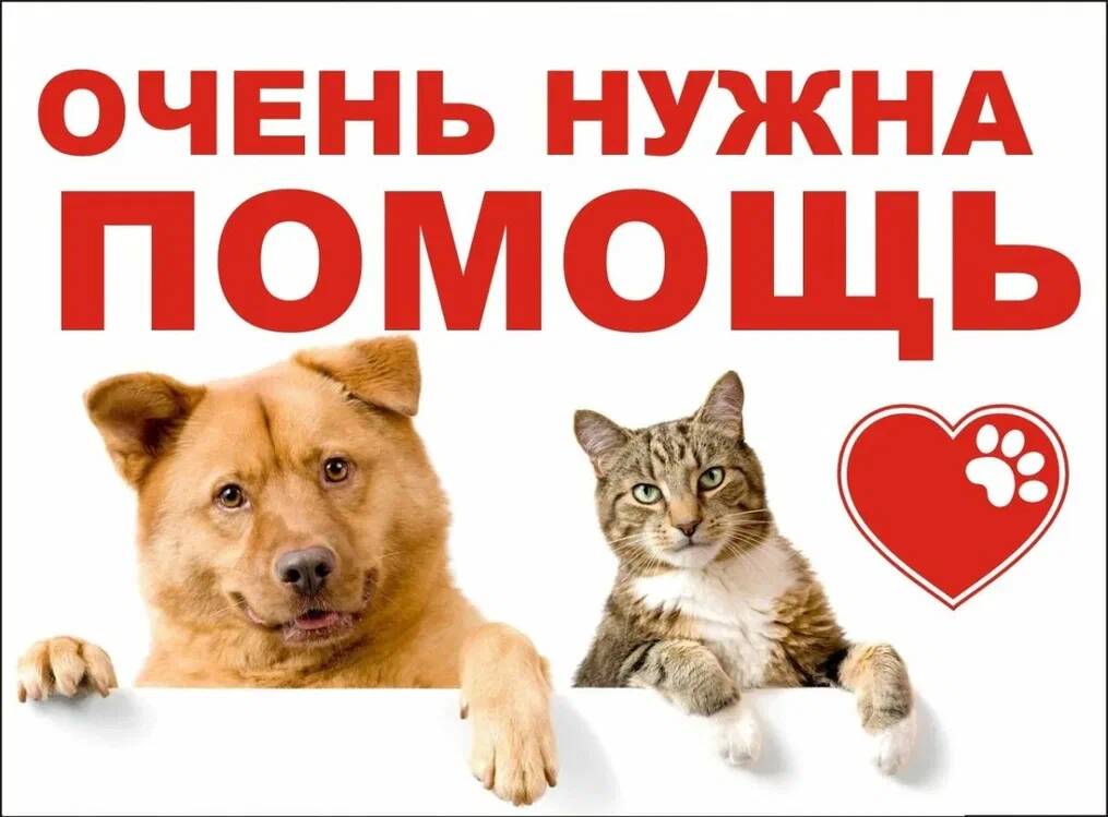 Областная благотворительная акция «Помоги бездомным животным перезимовать».